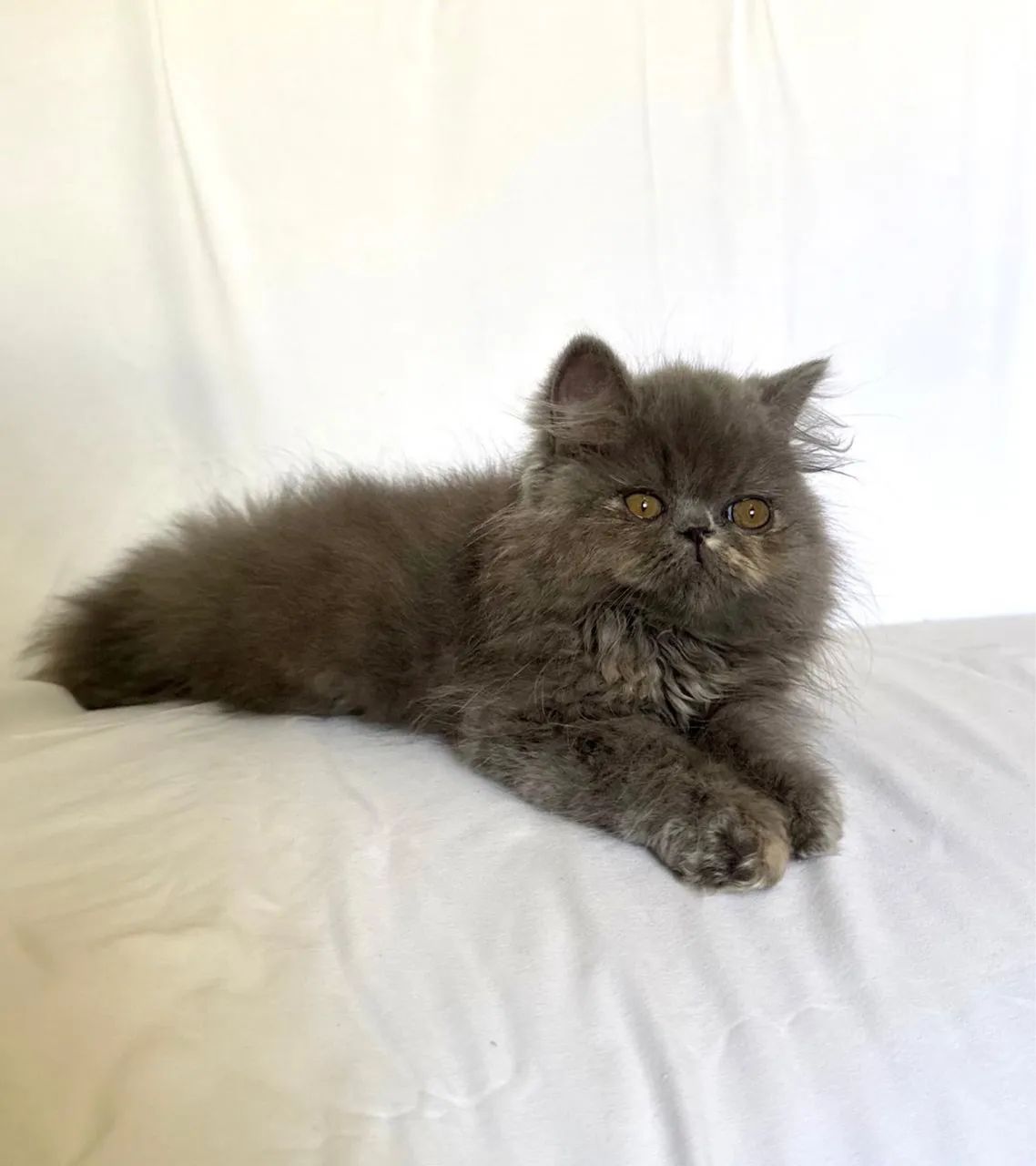 Gato Persa Fêmea e Macho - Foto 4