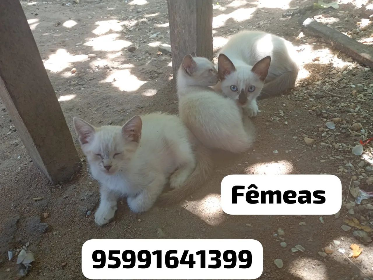 Gatinhas filhotes pra adoção  - Foto 4