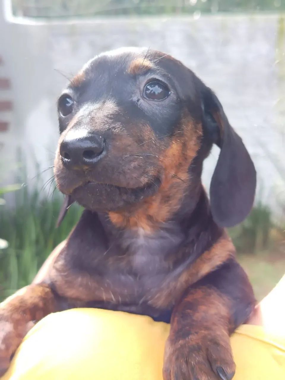 dachshund - Foto 4