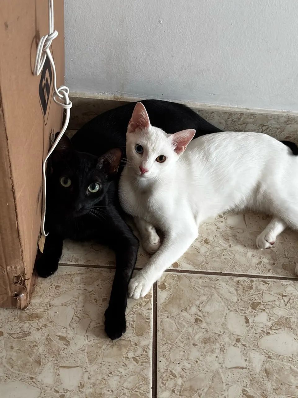 Doação de gatos urgente  - Foto 4
