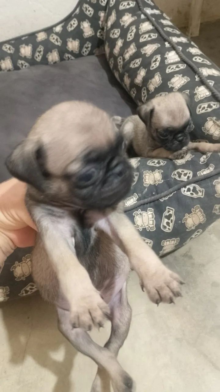 Filhote de Pug  - Foto 4