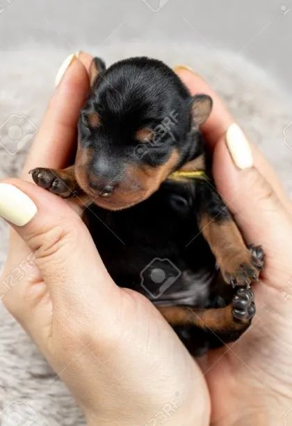 Pets - Foto 2