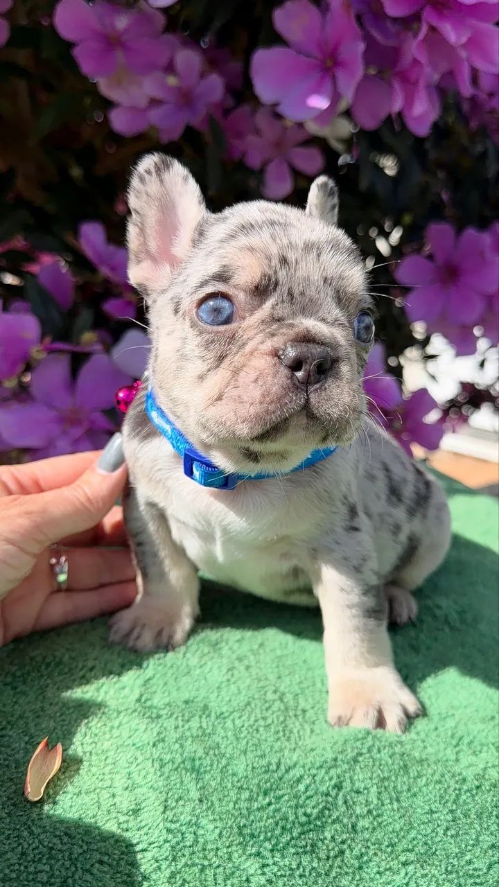 Bulldogue francês 