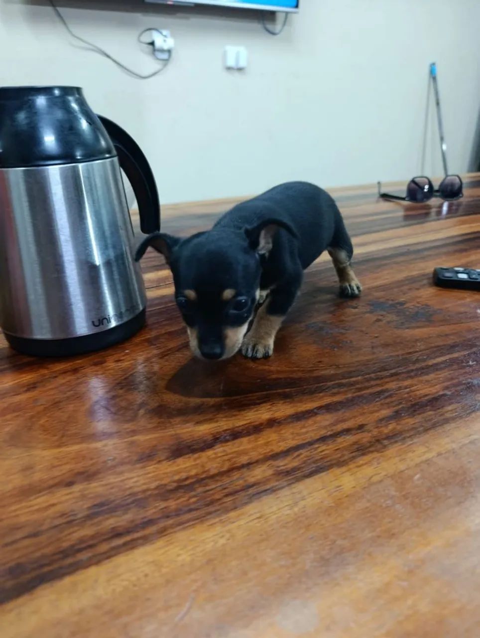 Pinscher  (tamanho 1) - Foto 3