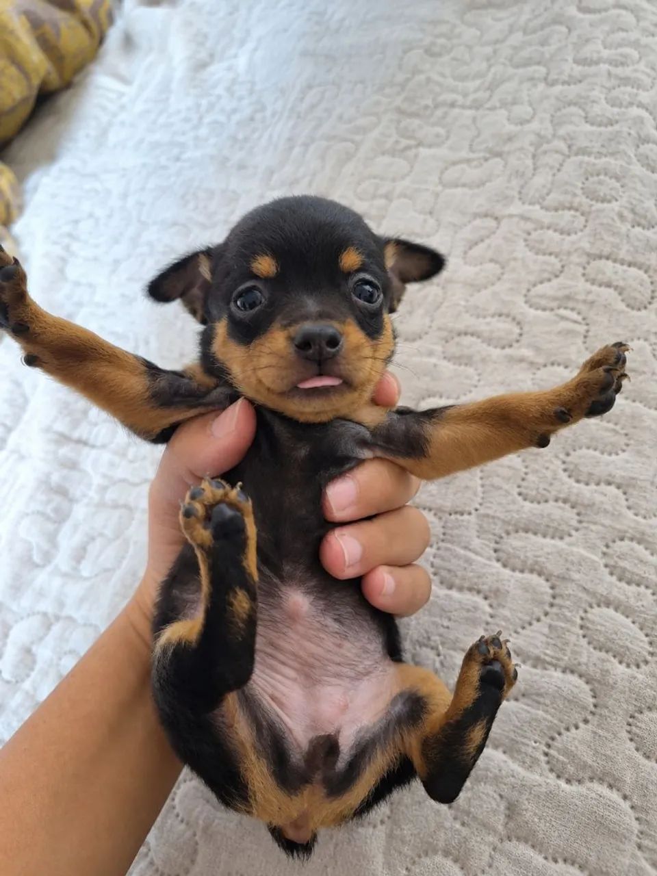Pinscher zero  - Foto 2