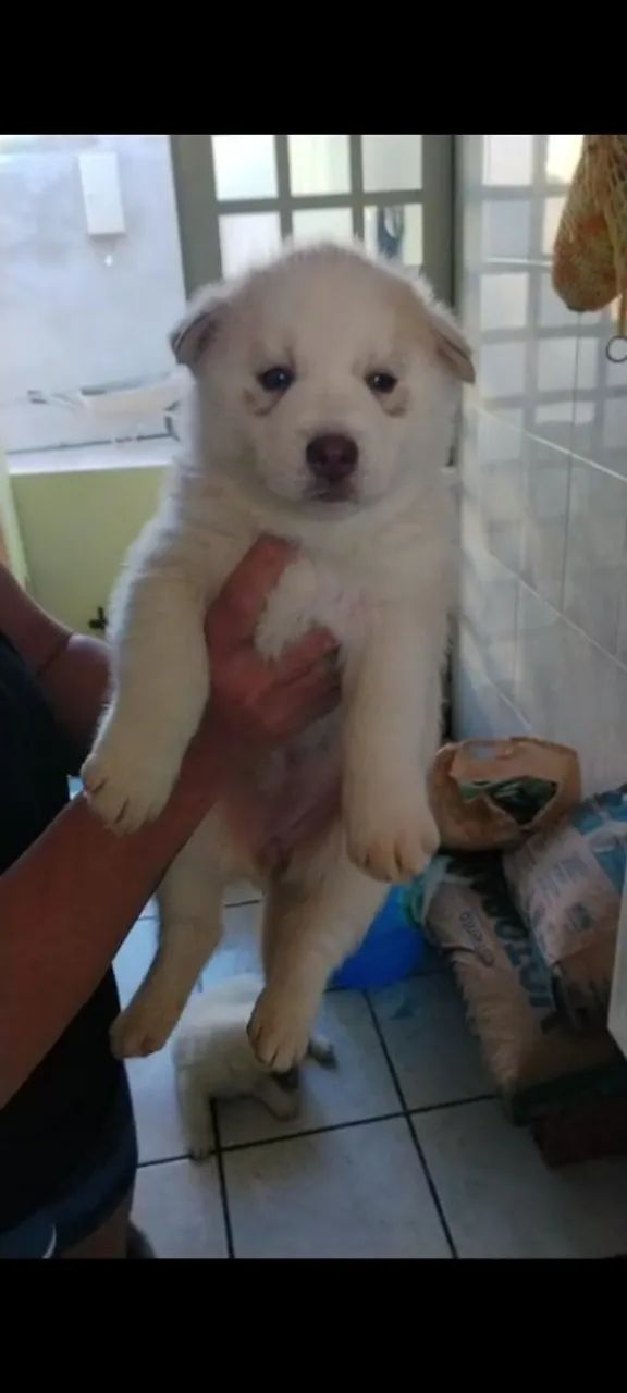 Husky olhos azuis  - Foto 2