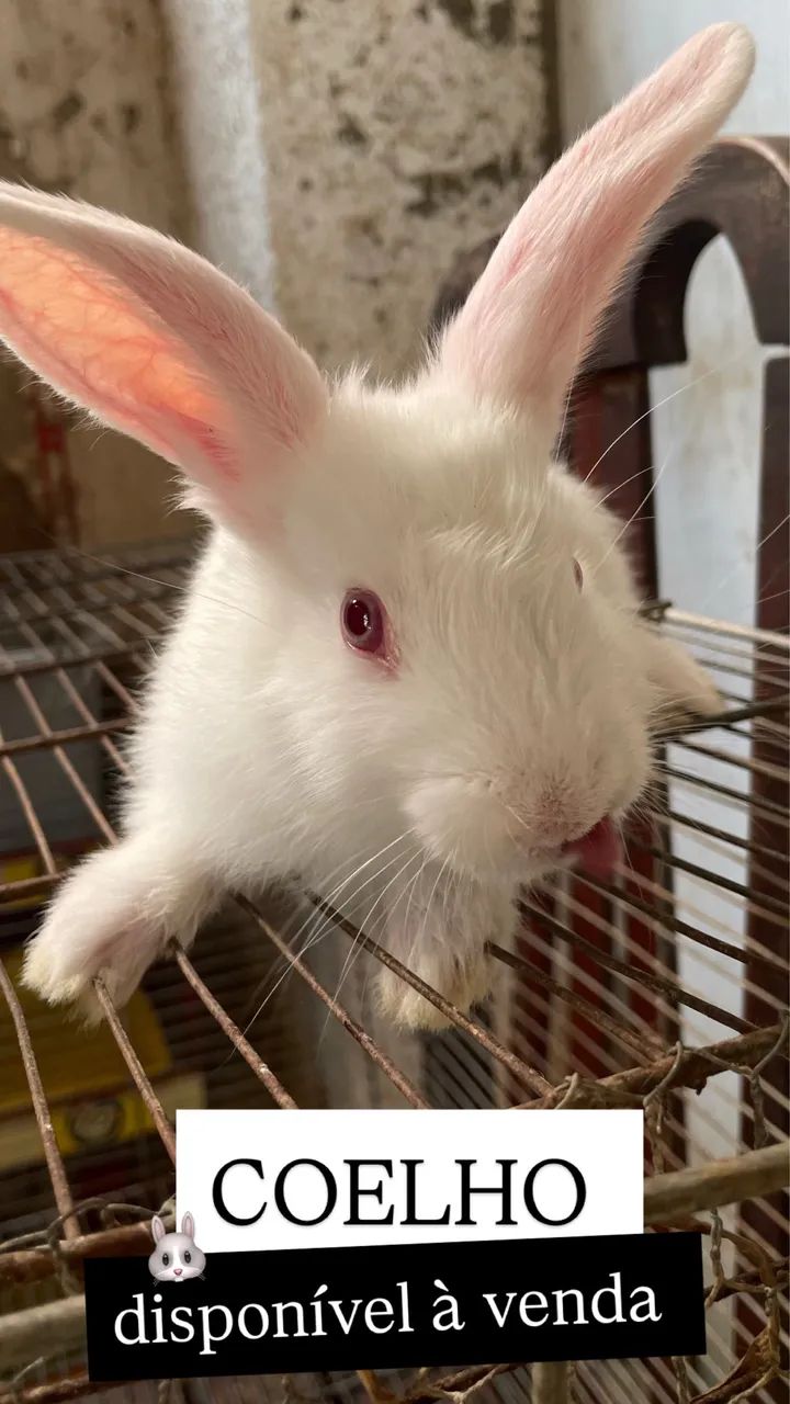Coelhos comuns  - Foto 4