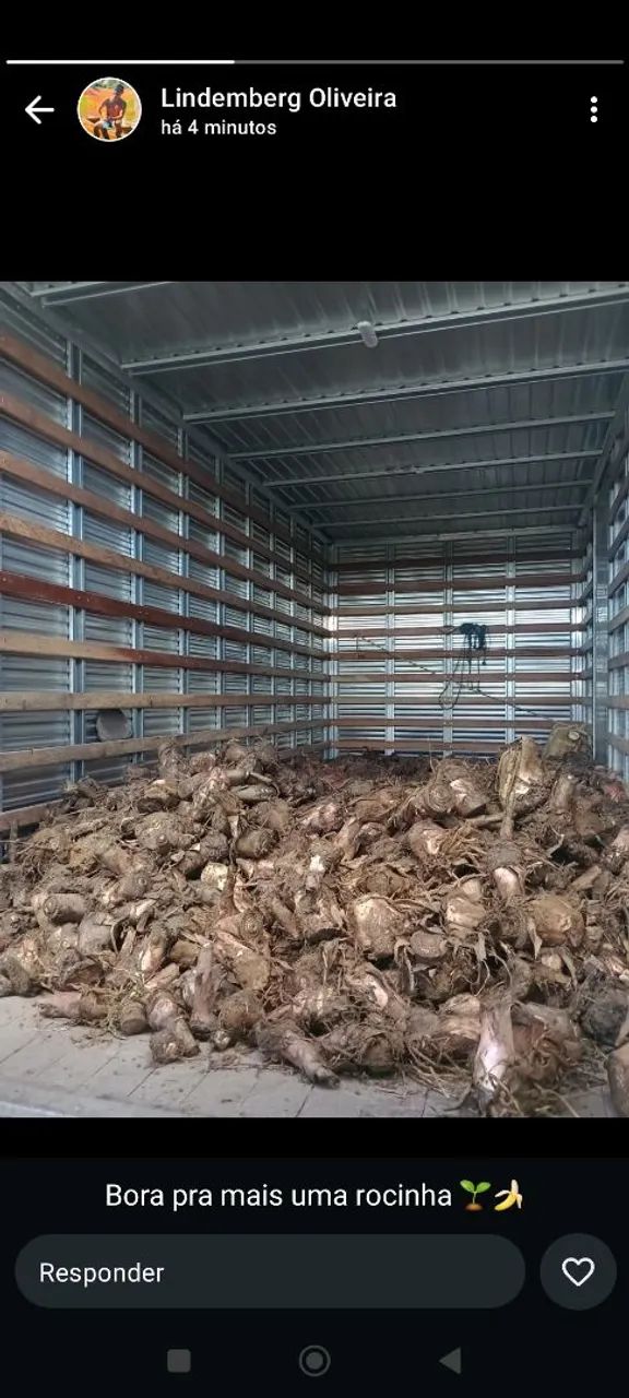 Mudas de bananeiras Rizomas ( muda arrancada) - Foto 5