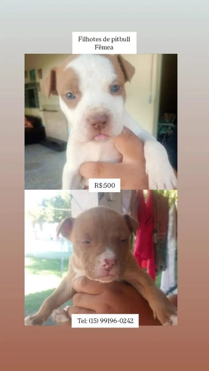 Vendo Pitbull  - Foto 2