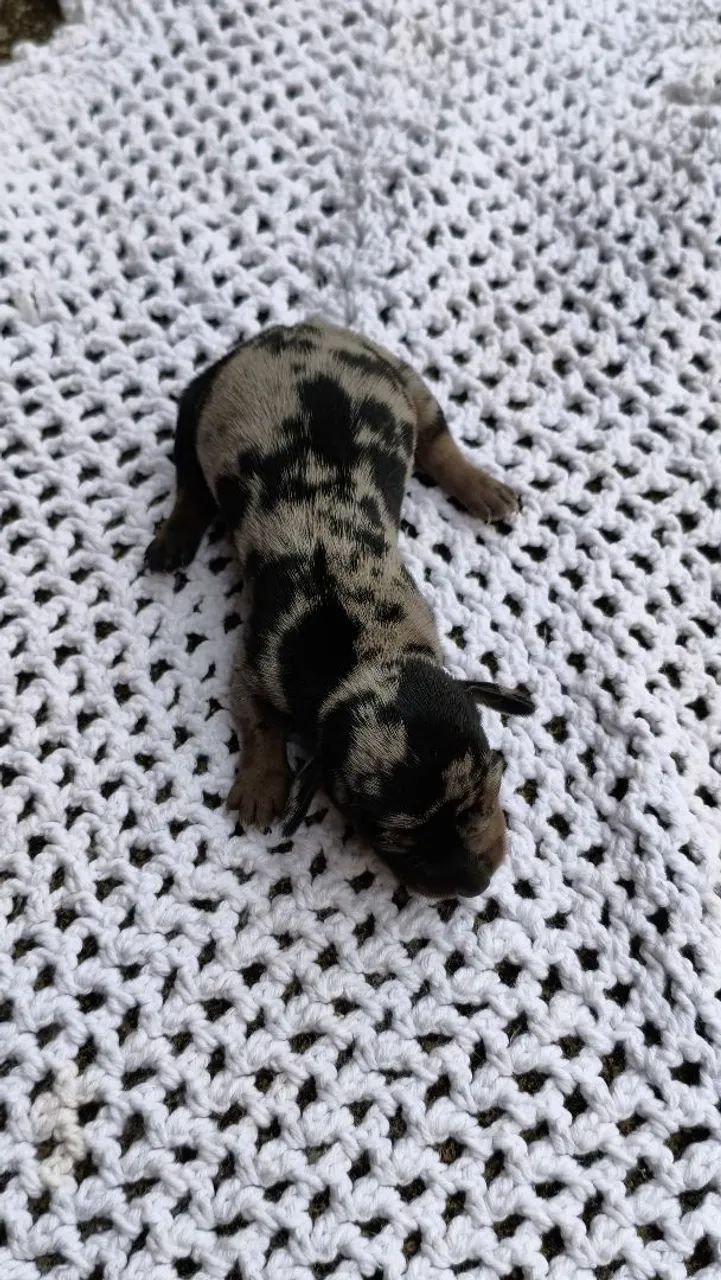 Filhotes disponíveis dachshund ( salsichas)