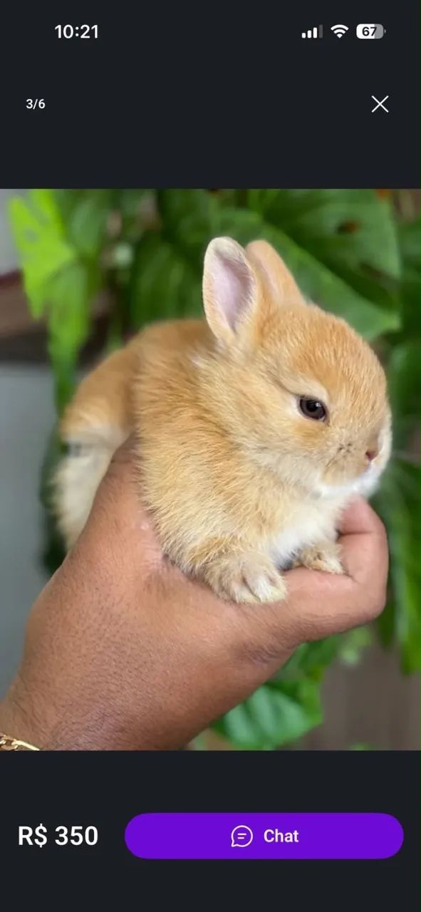 Mini Coelhos  - Foto 2