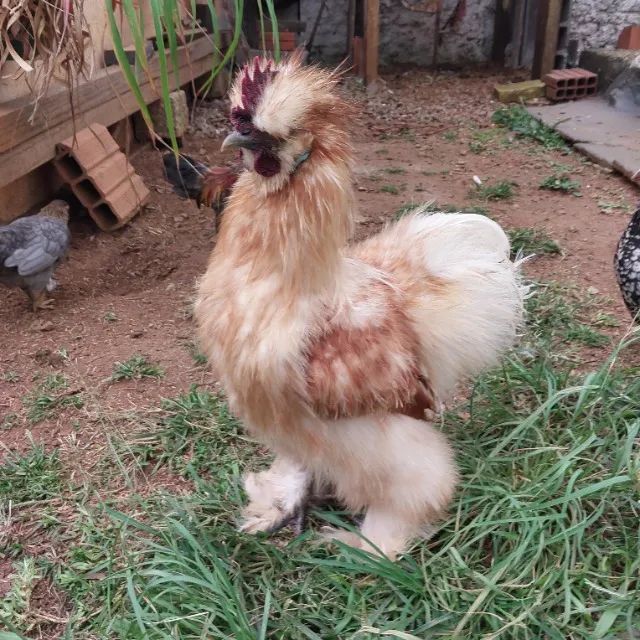Casal de Galinha e Galo da raça Sedosa do Japão Silkie Vacinados e Vermifugados - Foto 6