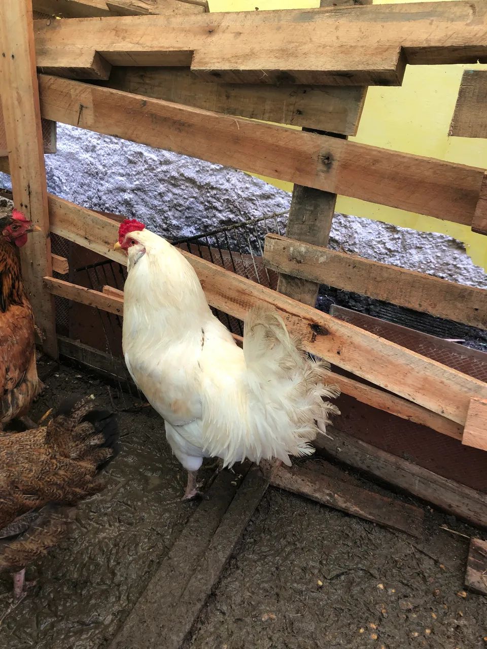 Galo  - Foto 2