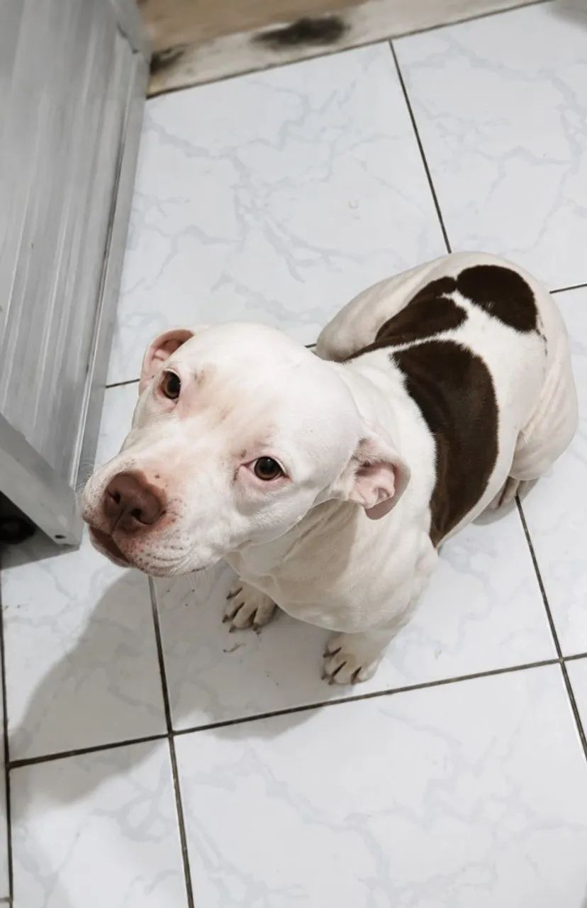 Filhotes de American Bully  - Foto 4