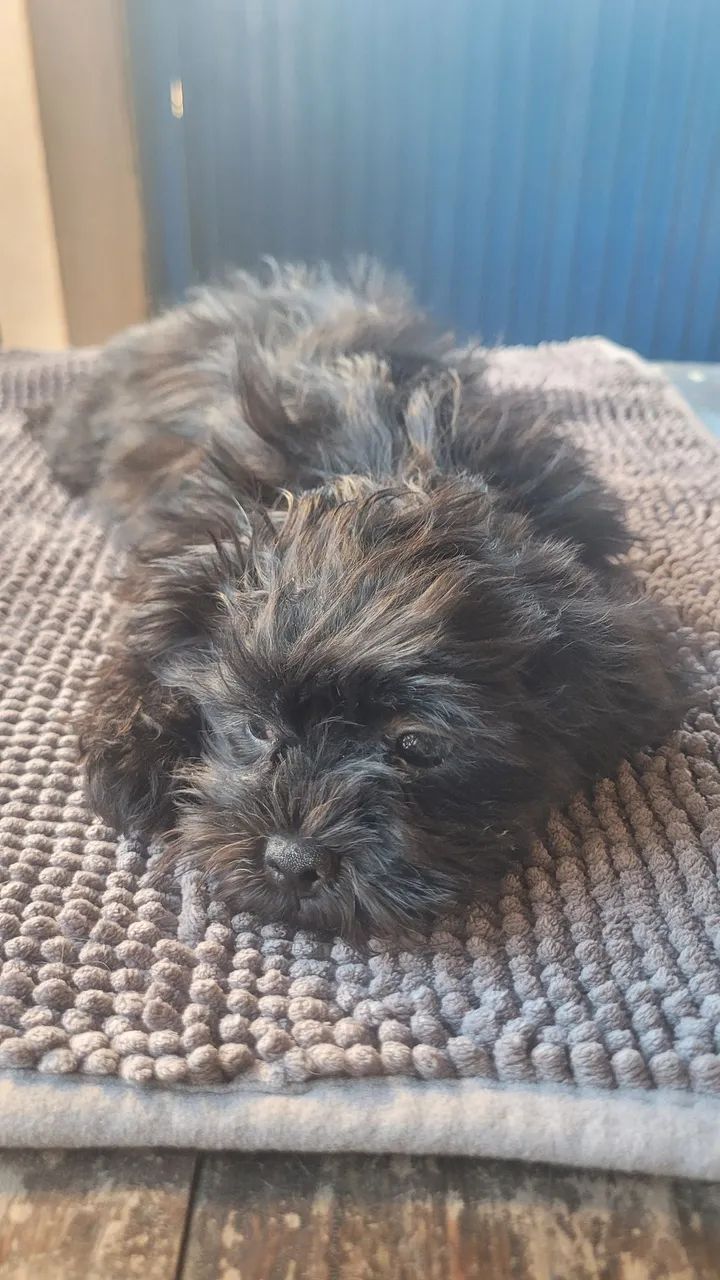 shihtzu  - Foto 4