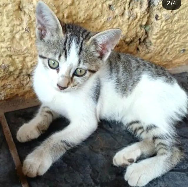 Gatinhos Adoção - Entrego - Foto 3