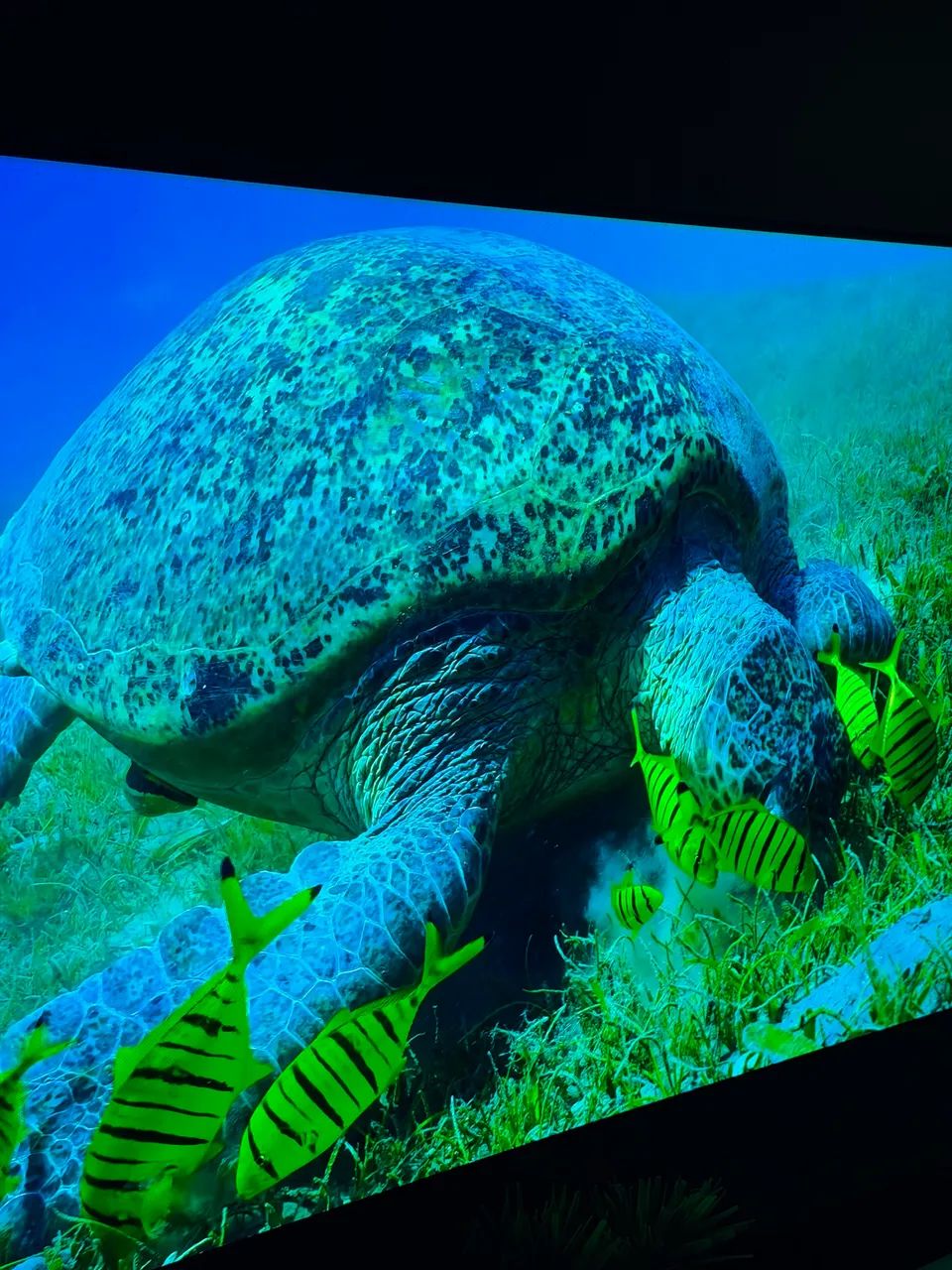 Smart Tv Oled LG 65 polegadas (OLED65B8SSC)