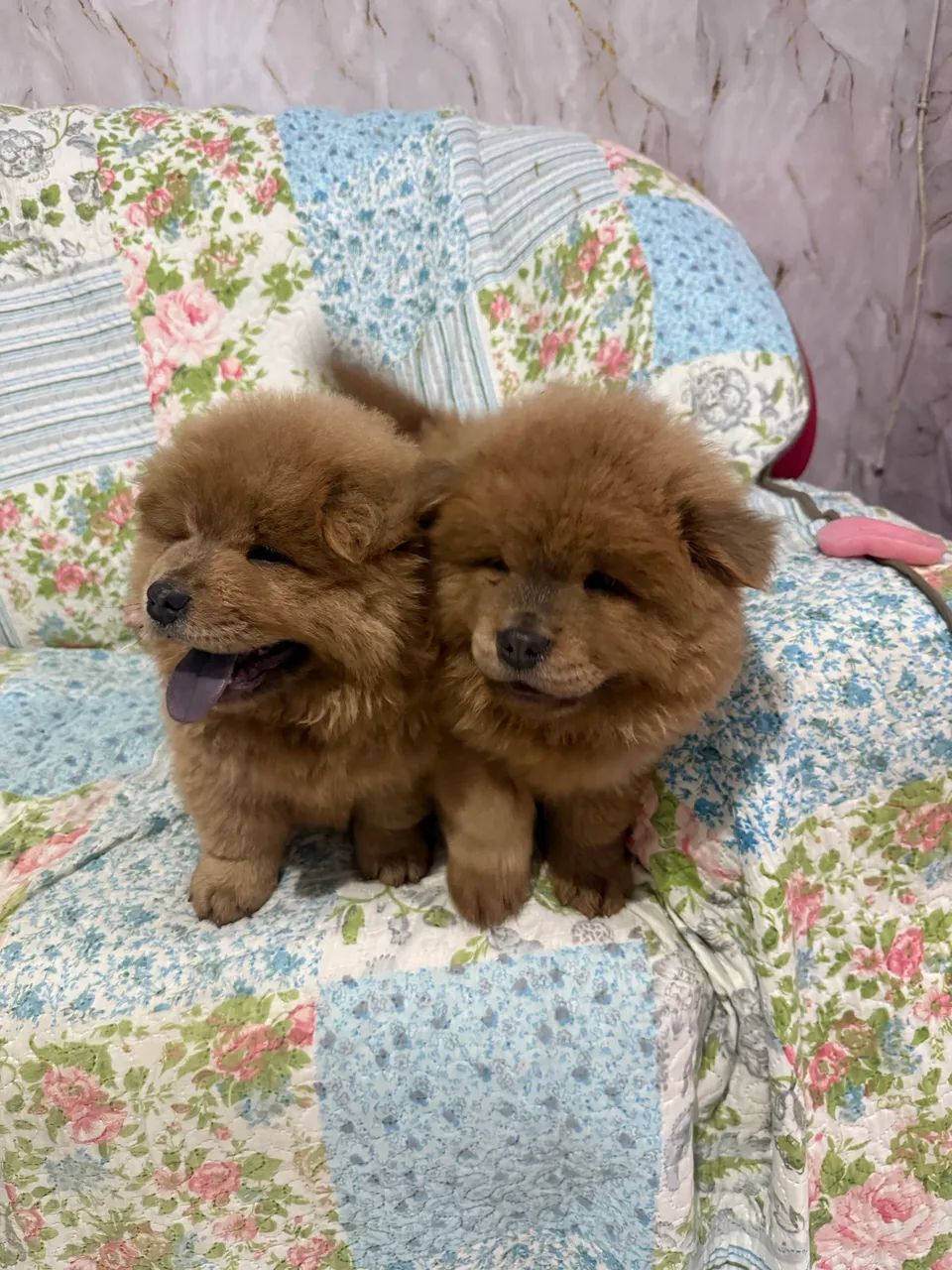 Chow chow macho  - Foto 3
