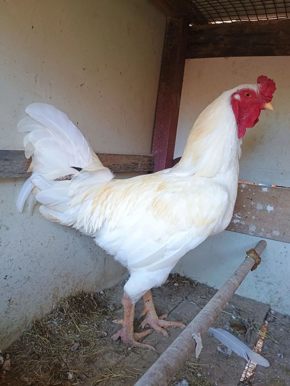 Aves  - Foto 5