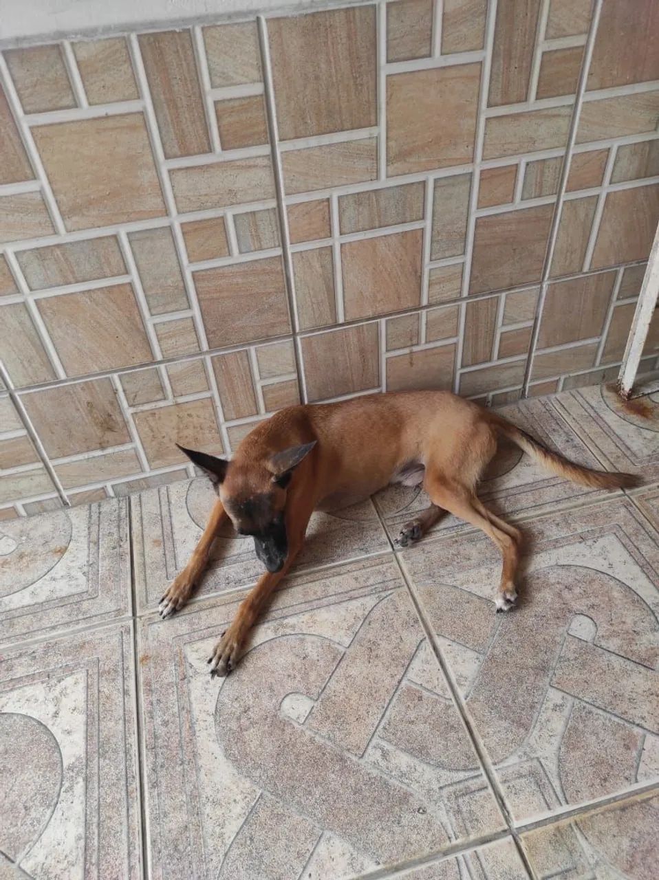 Cachoro doação  - Foto 2