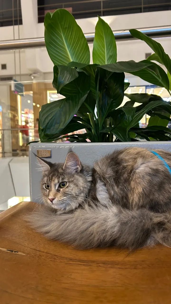 Maine Coon para monta - Foto 3