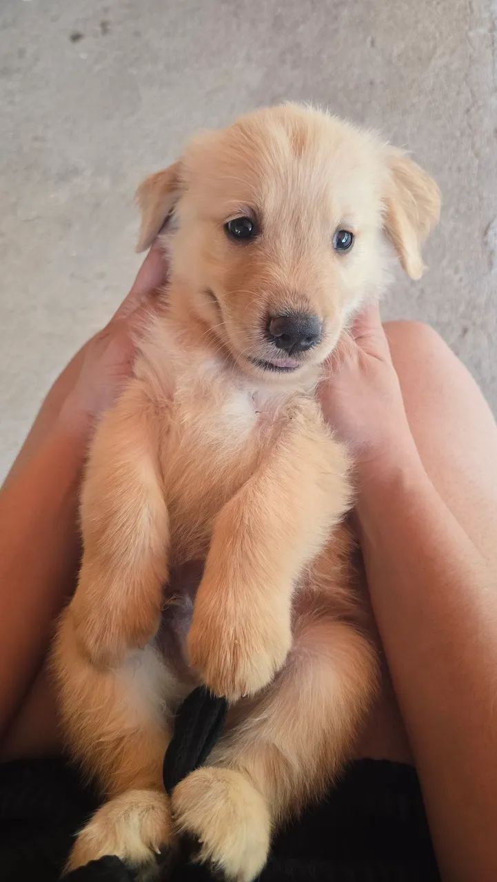 Filhete de Golden Retriever 