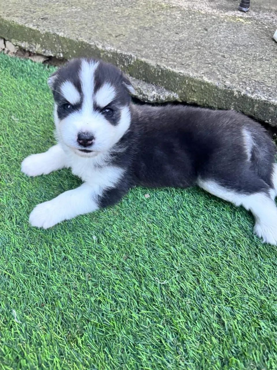 Vendo husky siberiano  - Foto 5