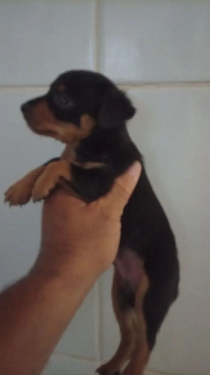 cachorro 