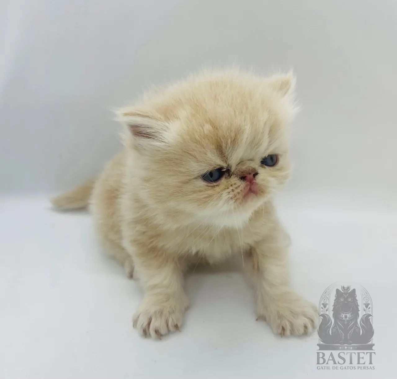 Gato Persa Macho  - Pedigree - Foto 5