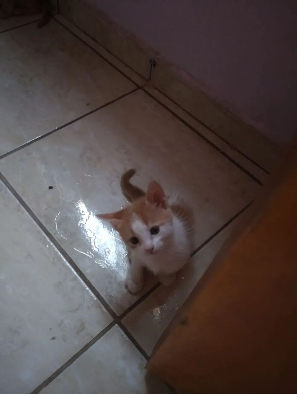 Adoção responsável  - Foto 2