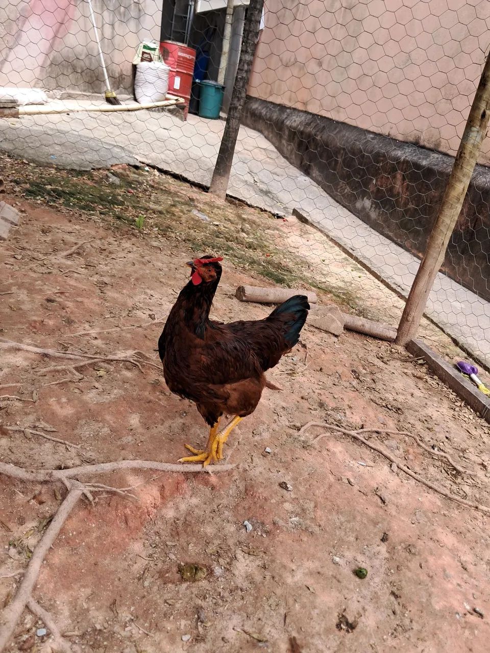 Frango Rhode - Foto 4