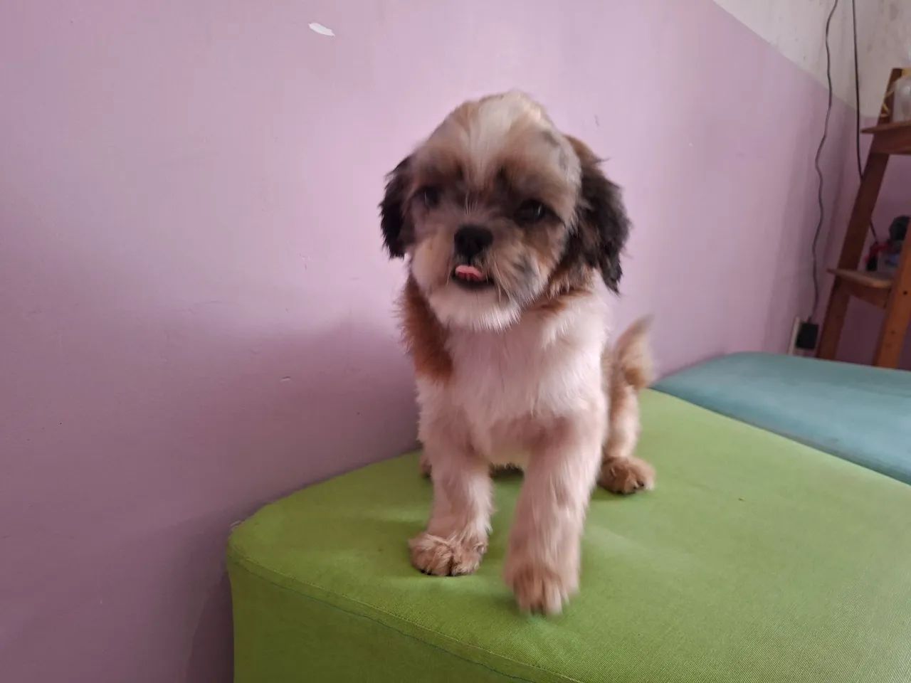 Shihtzu fêmea 10 meses - Foto 2