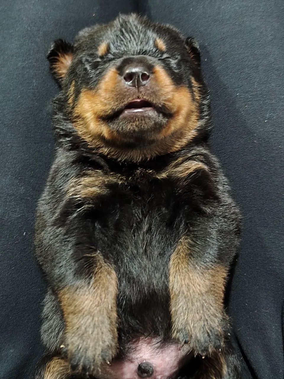 Filhotes de Rottweiler MACHO  - Foto 2