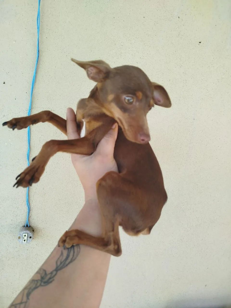 Pincher 0 - Foto 5
