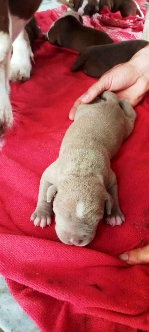 500 Vendesse filhotes de Pit monster com pitbull  - Foto 2
