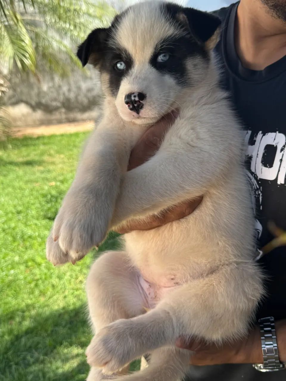 Husky siberiano legítimo  - Foto 3