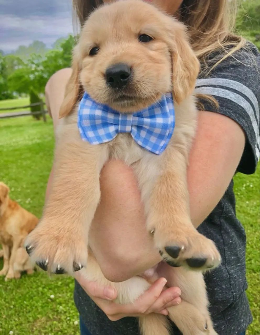Cãozinho golden retriever linhagem selecionada saudável dócil