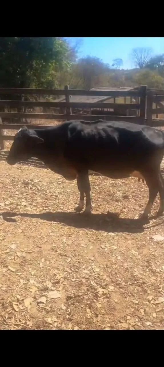 Vacas de leite - Foto 2