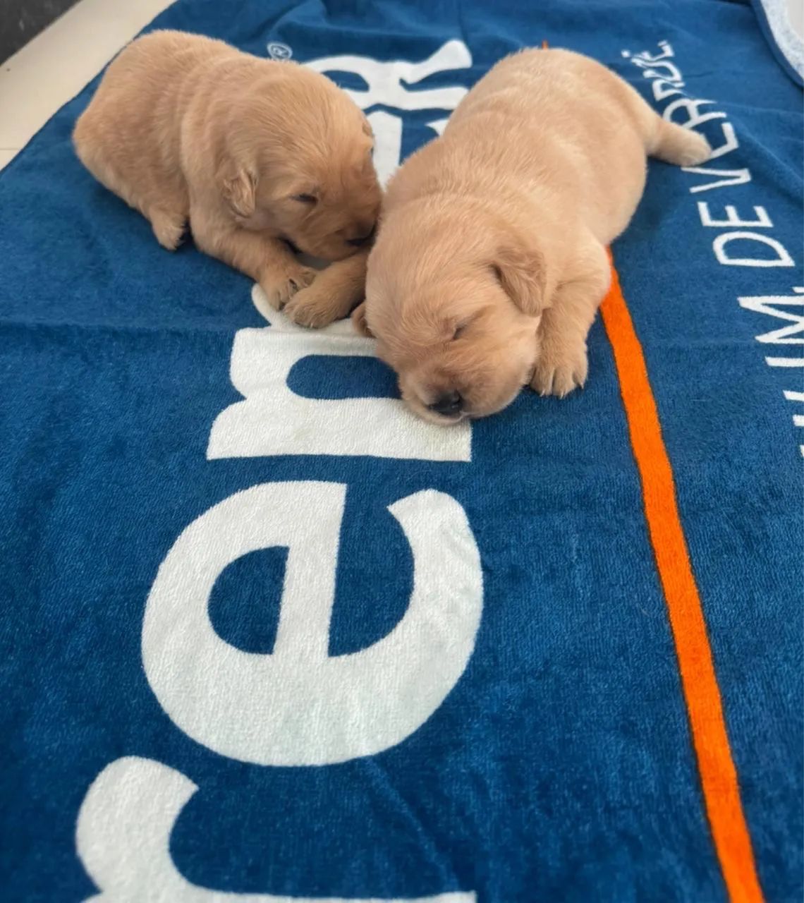 Filhotes de Golden Retriever Pedigree  - Foto 2