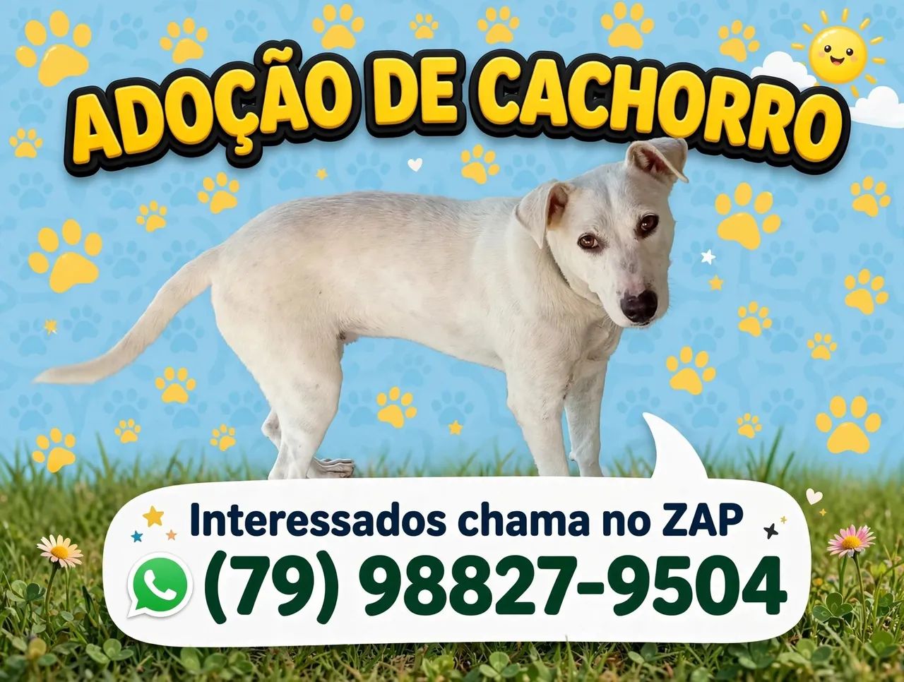 Adoção de cachorro 