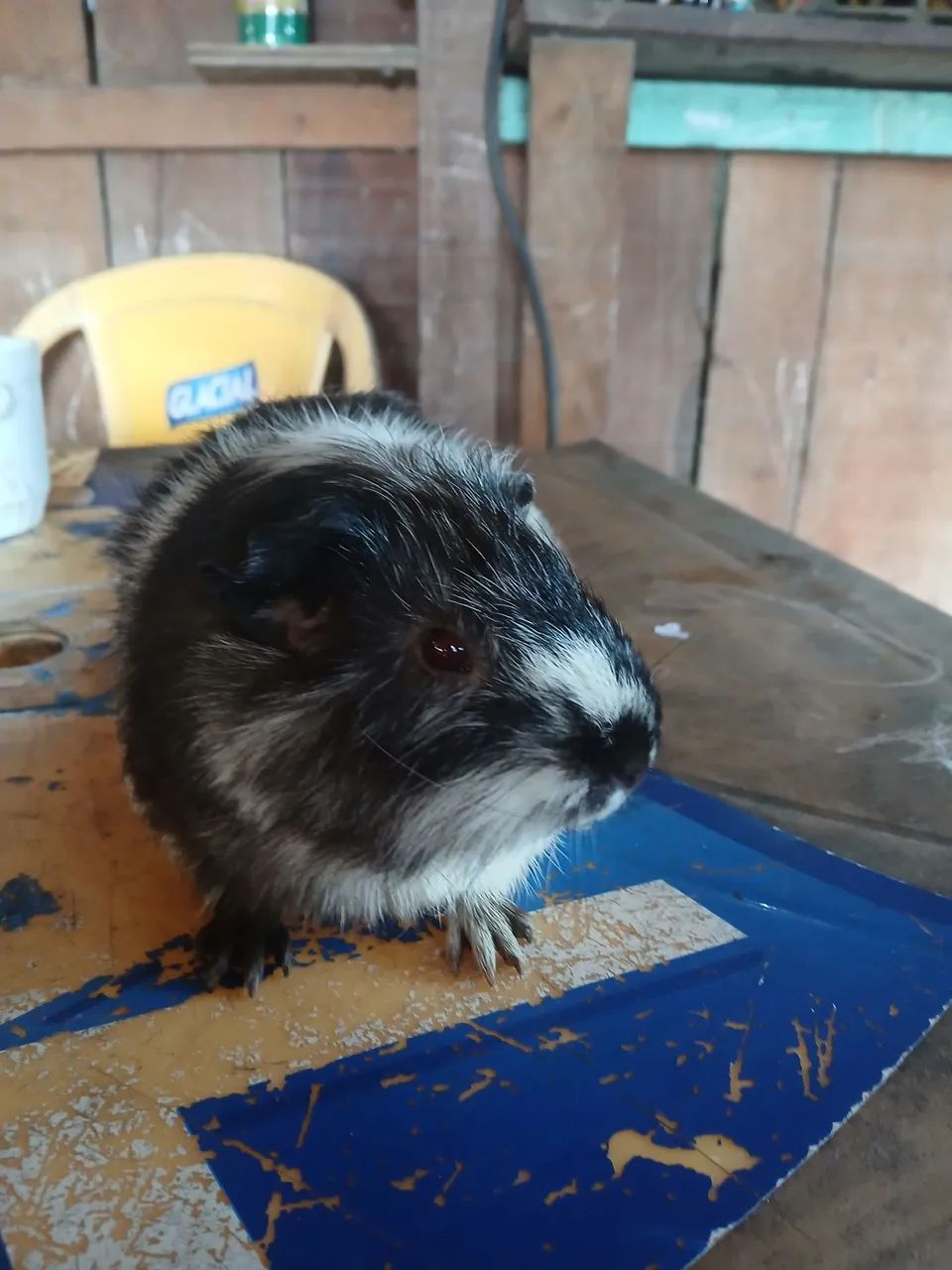 3 porquinhos da índia macho - Foto 3