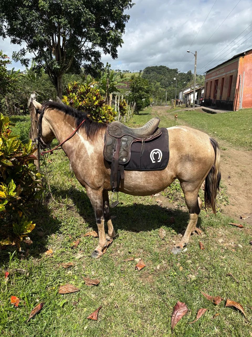 POTRA PIQUIRA PRA CRIANÇA MUITO DÓCIL  - Foto 2