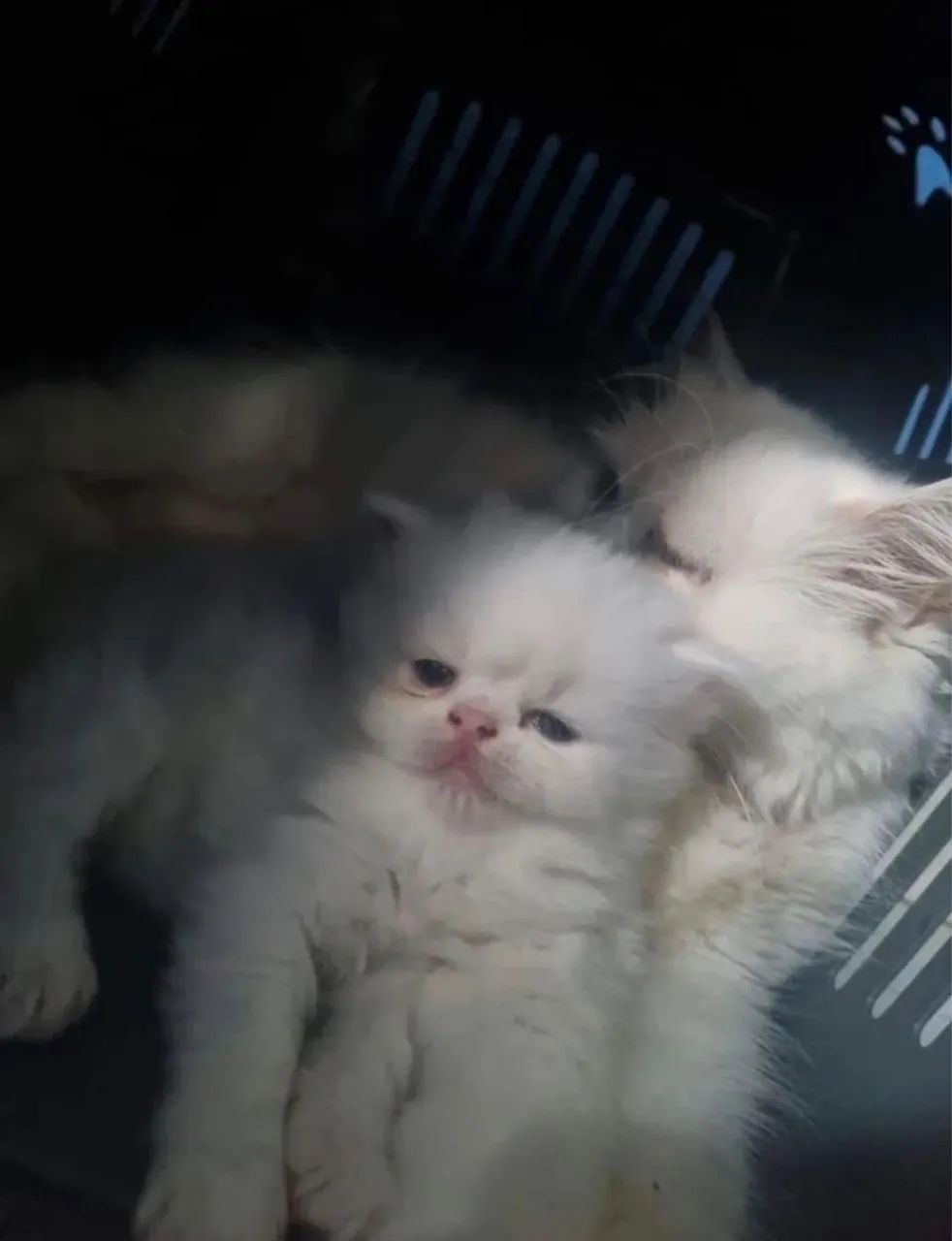 Lindos gatos persa - Foto 3