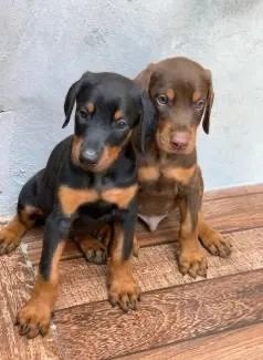 Doberman 