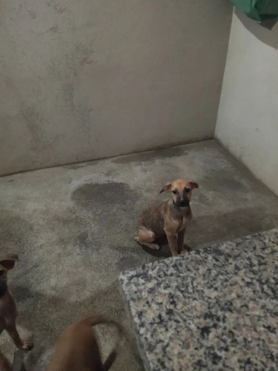 Cadela e filhotes para adoção responsável  - Foto 3