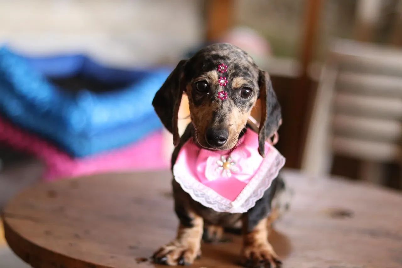Dachshund PARCELAMOS *** - Foto 5