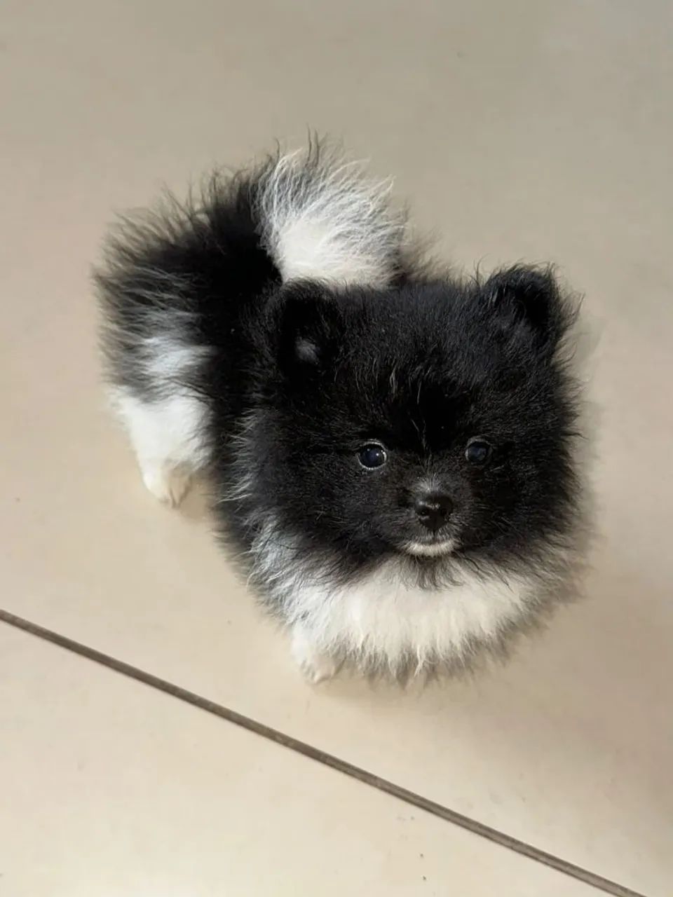 Spitz alemão macho 