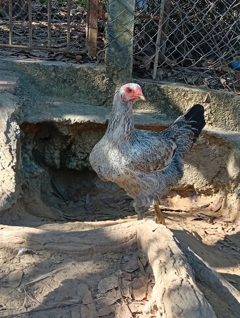 Todos saudáveis  - Foto 2