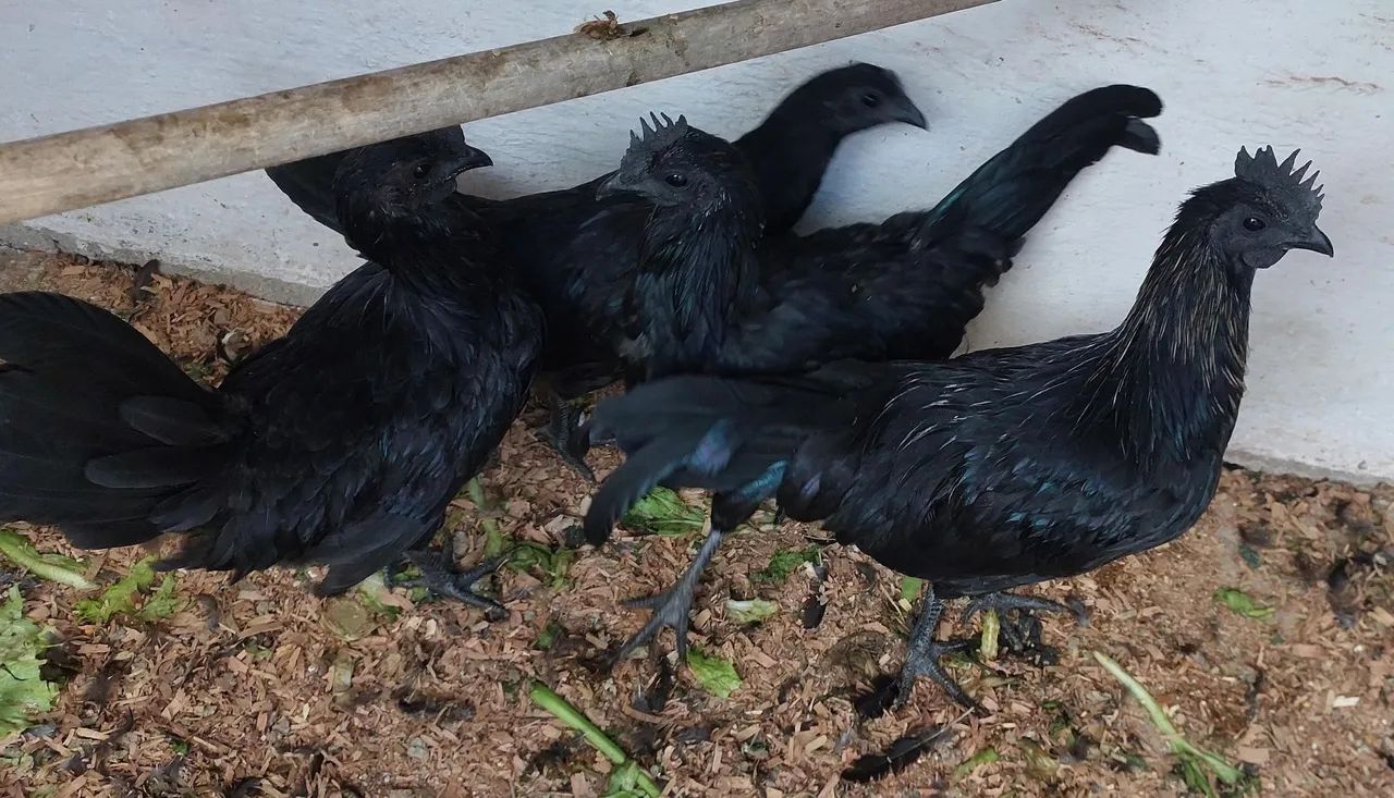 AYAM CEMANI CASAL - Foto 3