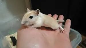 Gerbil - Foto 2